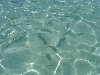 fische-anim.gif