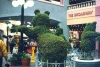 bush.jpg