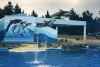 delphin1.jpg