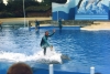 delphin2.jpg
