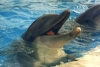 delphin4.jpg