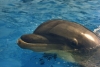 delphin5.jpg