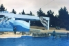 delphin6.jpg