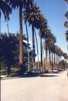hollywood-str.jpg