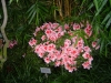 DSC00663.JPG