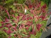 DSC00666.JPG