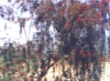 baum.jpg