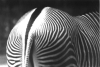 zebra.jpg