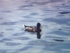 Ente.jpg
