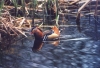 ente2.jpg
