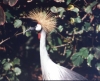 ko-vogel.jpg